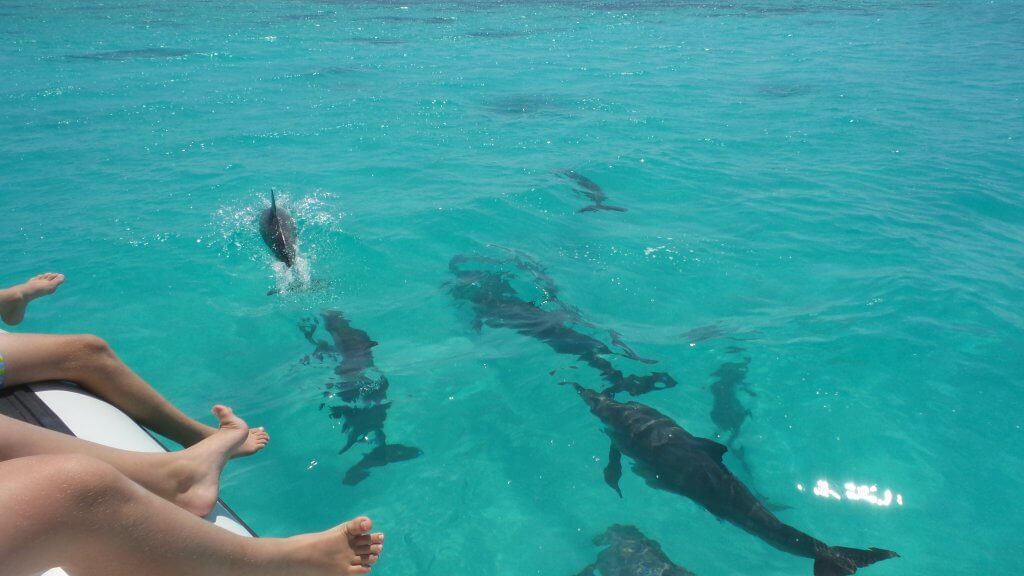 Abrolhos - Dolphin and feet