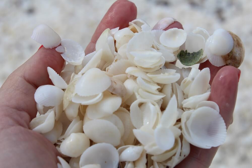 Abrolhos - shells