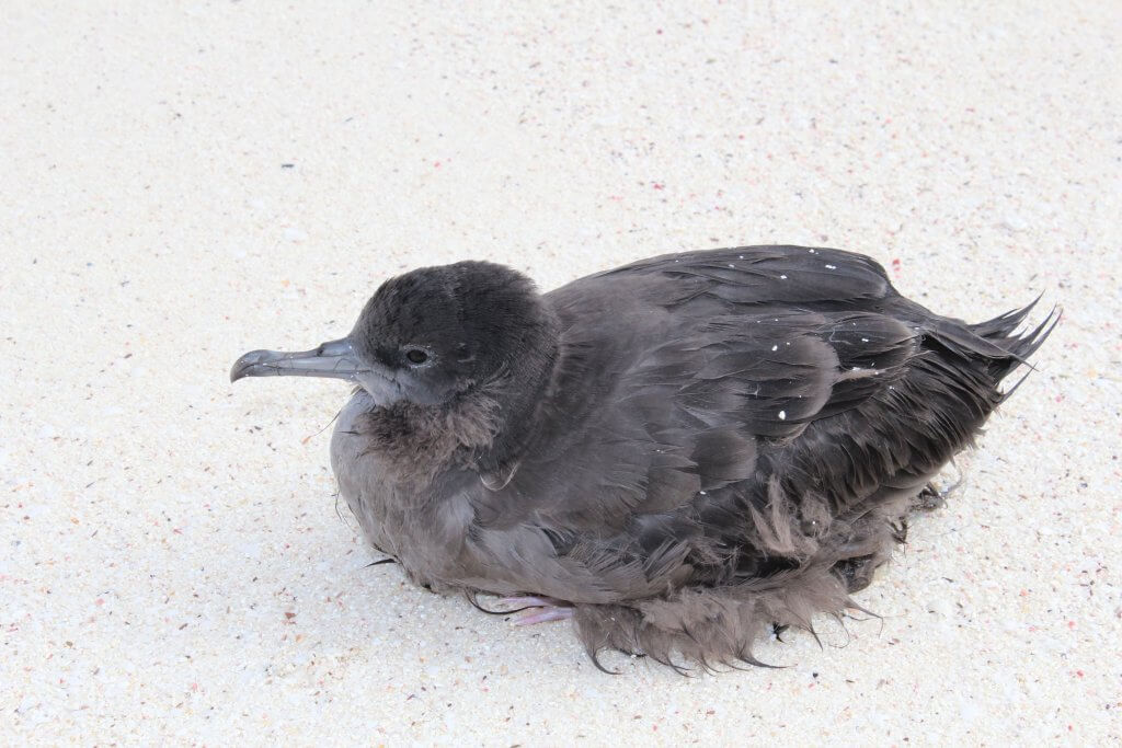 Abrolhos - black baby bird