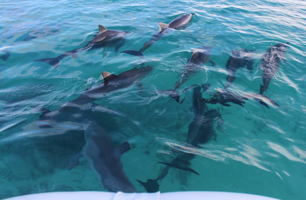 Abrolhos - dolphin pod