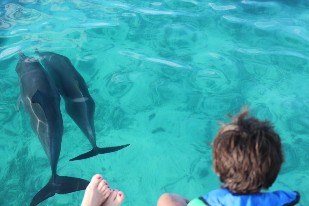 Abrolhos - dolphins at toes