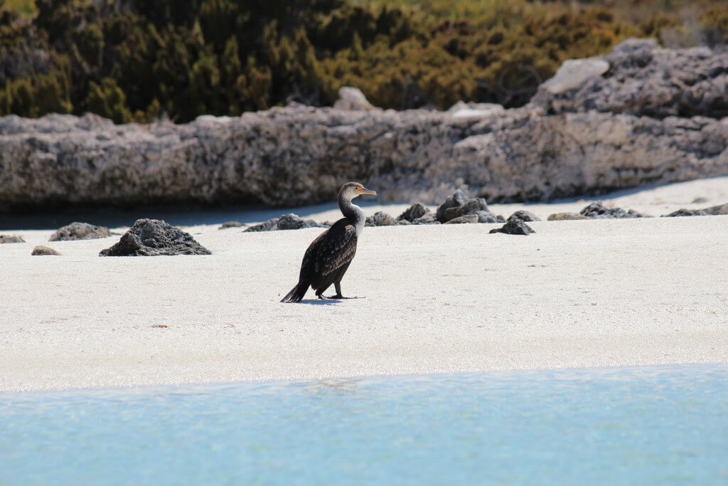 Abrolhos - bird on beach