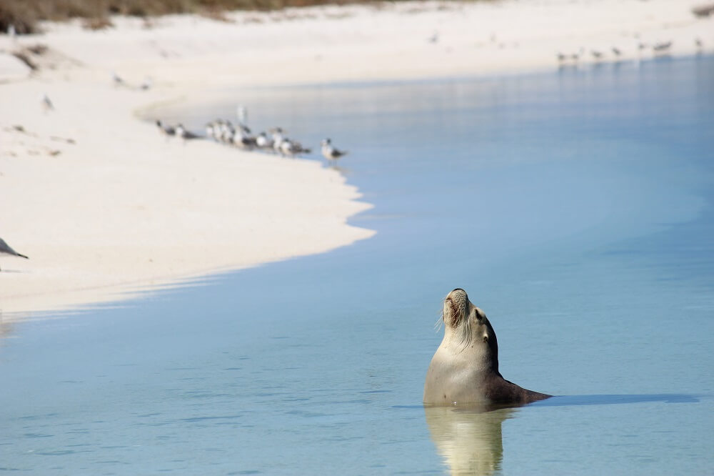 Abrolhos - sealion in shallows