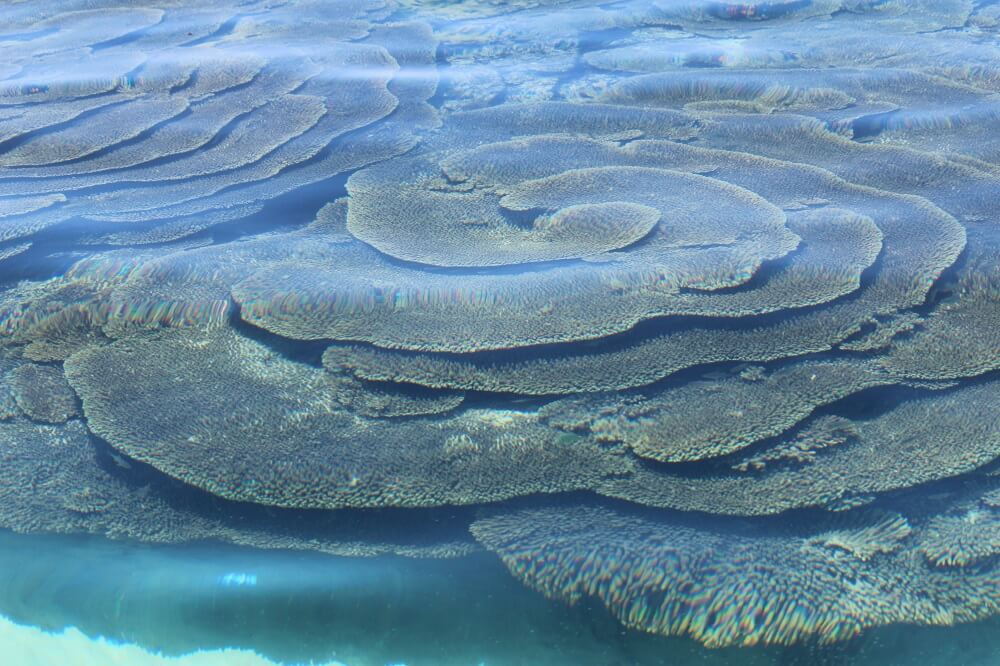 Abrolhos - coral fans