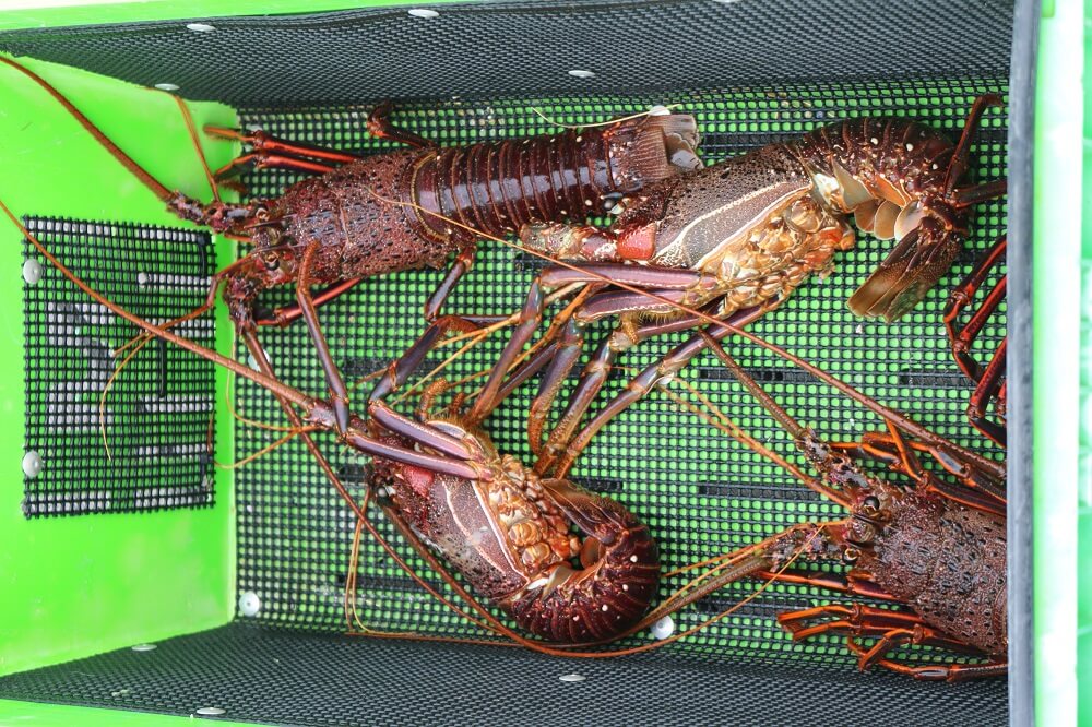 Abrolhos - crayfish catch