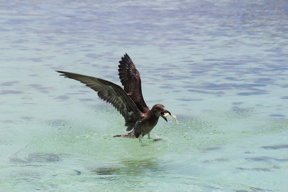 Abrolhos - bird catching bait