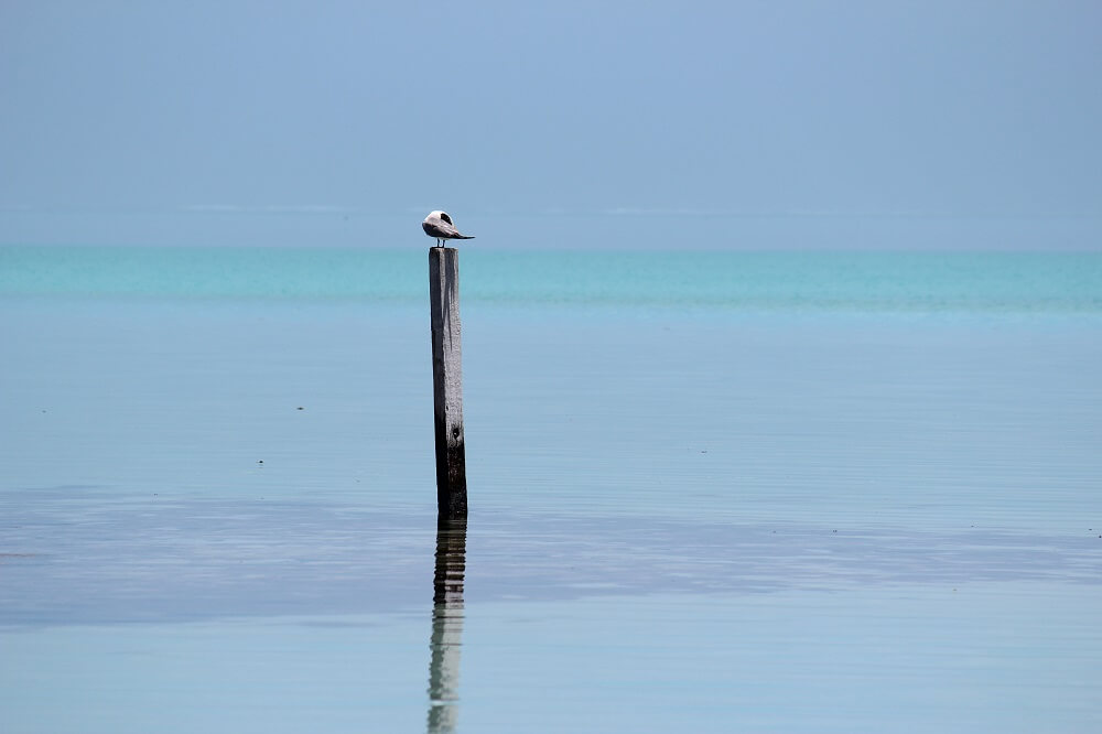 Abrolhos - bird on pole