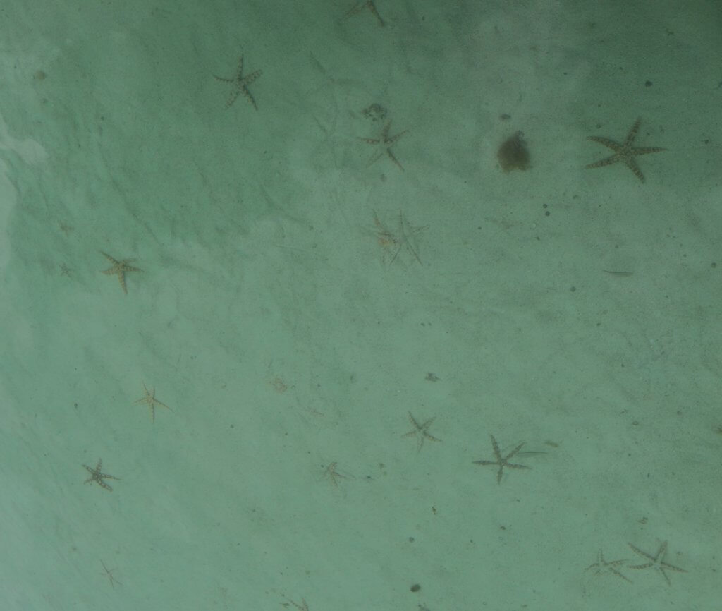 Abrolhos - starfish
